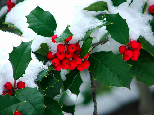 holly tree wise of winter